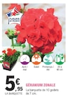 Géranium Zonale - Fleurs de France à 5,95 € dans le catalogue E.Leclerc