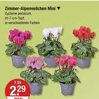 Zimmer-Alpenveilchen Mini im aktuellen V-Markt Prospekt