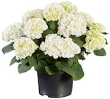 Hortensia de jardin en promo chez Lidl Poitiers à 8,49 €