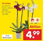 Netto Marken-Discount Barby - Orchidee Angebot im Prospekt Orchidee bei Netto Marken-Discount im Barby Prospekt für 4,99 €
