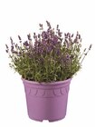 Lidl Wittstock - Lavendel XXL Angebot im Prospekt Lavendel XXL bei Lidl im Wittstock Prospekt für 5,99 €