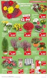 Grabpflege im Kaufland Prospekt in Schwäbisch Hall Aktueller Kaufland Prospekt mit Grabpflege, "Aktuelle Angebote", Seite 5