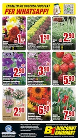 Zimmerpflanzen im B1 Discount Baumarkt Prospekt in Wuppertal Aktueller B1 Discount Baumarkt Prospekt mit Zimmerpflanzen, "BESTPREISE DER WOCHE!", Seite 8