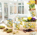 Blumenzwiebel-Mix Krokus im aktuellen Thomas Philipps Prospekt