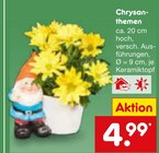 Chrysanthemen im Netto Marken-Discount Prospekt Chrysanthemen von im aktuellen Netto Marken-Discount Prospekt für 4,99 €