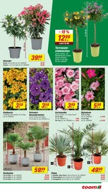 Aktueller toom Baumarkt Prospekt mit Topf, "Respekt, wer's selber macht.", Seite 7