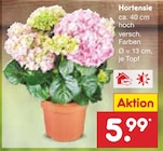 Hortensie von  im aktuellen Netto Marken-Discount Prospekt für 5,99 €