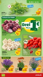 Pflanzen im Penny-Markt Prospekt Pflanzen im Penny-Markt Prospekt Marktliebe Regional von Penny auf S. 3