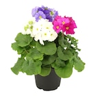 Primevère tricolore 14 cm dans le catalogue Carrefour