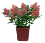 Skimmia japonica 'Rubella' - Truffaut Skimmia japonica 'Rubella' à 14,99 € dans le catalogue Truffaut