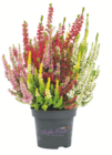 toom Baumarkt Badra - Knospenheide Beauty Ladies High Five Angebot im Prospekt Knospenheide Beauty Ladies High Five bei toom Baumarkt im Badra Prospekt für 5,99 €