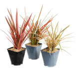 Truffaut Ancône - Promo Phormium Promo Phormium à 14,99 € dans le catalogue Truffaut à Ancône