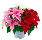 Princettia Trio dans le catalogue Norma