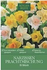 Narzissen Prachtmischung im Pflanzen Kölle Prospekt Narzissen Prachtmischung von Kölles Beste im aktuellen Pflanzen Kölle Prospekt für 6,99 €