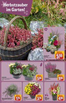 Pfanne im REWE Prospekt "Dein Markt" mit 30 Seiten (Nürnberg)
