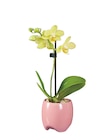 Aktuelles Mini-Phalaenopsis in Keramik Angebot bei Lidl in Bochum ab 5,99 €