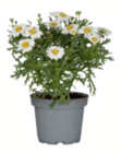 Margerite Angebote bei toom Baumarkt Hagen für 2,99 €
