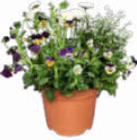 Frühlings Mix von  im aktuellen Netto Marken-Discount Prospekt für 2,99 €