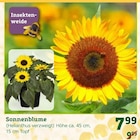 Sonnenblume für 7,99 € bei Pflanzen Kölle im Angebot Sonnenblume im aktuellen Pflanzen Kölle Prospekt