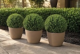 Euonymus „Green Wonder“ im Angebot bei Netto Marken-Discount in Dinslaken Euonymus „Green Wonder“ Angebote bei Netto Marken-Discount Dinslaken für 3,99 €