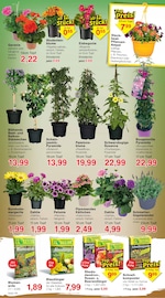 Aktueller Jawoll Prospekt mit Lavendel, "Sonderposten-Märkte", Seite 6