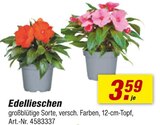 Aktuelle Farbe Angebote bei toom Baumarkt in Hildesheim Aktuelles Edellieschen Angebot bei toom Baumarkt in Hildesheim ab 3,59 €