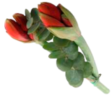 Amaryllis mit Eukalyptus im aktuellen EDEKA Prospekt