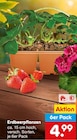 Aktuelles Erdbeerpflanzen Angebot bei Netto Marken-Discount in Essen ab 4,99 €