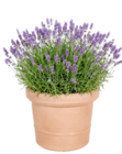 Blumenkübel Pistoia Angebote bei Thomas Philipps Greifswald für 1,99 €