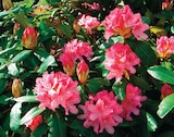 Rhododendron pot 15 cm en promo à 9,99 € chez Intermarché Super Rhododendron pot 15 cm dans le catalogue Intermarché Super