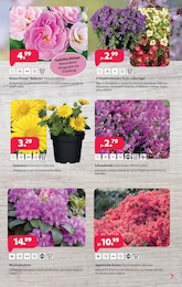 Kiebitzmarkt Rhododendron im Prospekt 