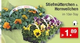 Stiefmütterchen oder Hornveilchen Angebote bei Zimmermann Lingen für 1,89 €