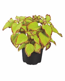 Buntnessel (Coleus) Angebot in Lietzen im aktuellen Prospekt bei Lidl in Lietzen