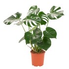 Monstera en promo chez Carrefour Villeurbanne à 9,99 €