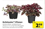 Herbstzauber-Pflanzen im Hagebaumarkt Prospekt Herbstzauber-Pflanzen im aktuellen Hagebaumarkt Prospekt für 2,99 €