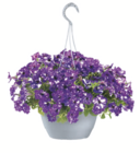 Blumenampel mit Wasserspeicher im Angebot bei toom Baumarkt in Gifhorn Blumenampel mit Wasserspeicher Angebote bei toom Baumarkt Gifhorn für 19,99 €