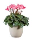 Mini cyclamen en promo chez Lidl Besançon à 1,15 €