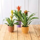 Bromelia en promo chez U Express Boulogne-Billancourt à 9,99 €