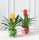 Mixte bromelias en promo chez Super U Romans-sur-Isère à 12,99 €
