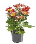 Chrysantheme 1-Trieber für 1,29 € bei OBI im Angebot Chrysantheme 1-Trieber im aktuellen OBI Prospekt