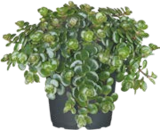 Aktuelle Blumen Angebote bei ROSENGUT Langerwisch in Potsdam Aktuelles Fetthenne Angebot bei ROSENGUT Langerwisch in Potsdam ab 2,49 €