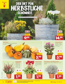 Pflanzen im Netto Marken-Discount Prospekt "Aktuelle Angebote" mit 65 Seiten (Ulm)