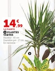 Plantes Vertes dans le catalogue Hyper U