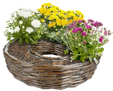 Patio Mum Angebote bei Thomas Philipps Mittweida für 1,29 €