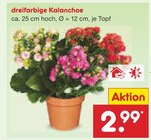 Aktuelles dreifarbige Kalanchoe Angebot bei Netto Marken-Discount in Regensburg ab 2,99 €