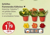 Gefülltes Flammendes Käthchen für 1,79 € bei V-Markt im Angebot Gefülltes Flammendes Käthchen im aktuellen V-Markt Prospekt