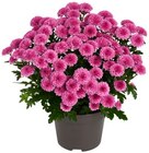 Chrysantheme »Jellyfish« im Angebot bei REWE in Flensburg Chrysantheme »Jellyfish« Angebote bei REWE Flensburg für 2,49 €