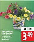 Beetpflanzen-Mix "Festival" im aktuellen E center Prospekt
