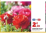 Promo Renoncule à 2,55 € dans le catalogue Super U à Sarralbe