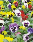 Pensée pot 13 cm à 3,79 € dans le catalogue Intermarché